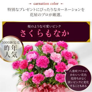母の日 ギフト 2026 花 カーネーション ...の詳細画像3