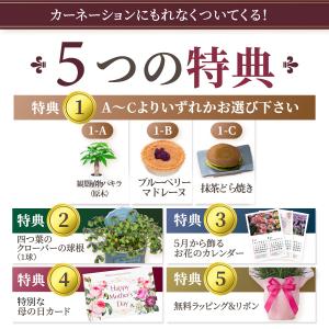 母の日 ギフト 2026 花 カーネーション ...の詳細画像4