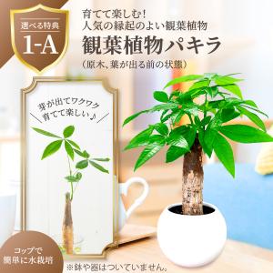 母の日 ギフト 2026 花 カーネーション ...の詳細画像5