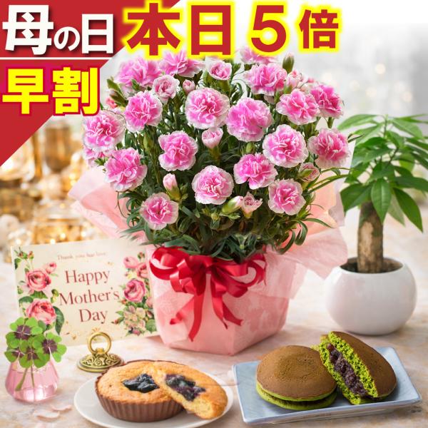 爆買 母の日 ギフト 2026 花 カーネーション プレゼント ティーパーティー 鉢植え 5号 選べ...
