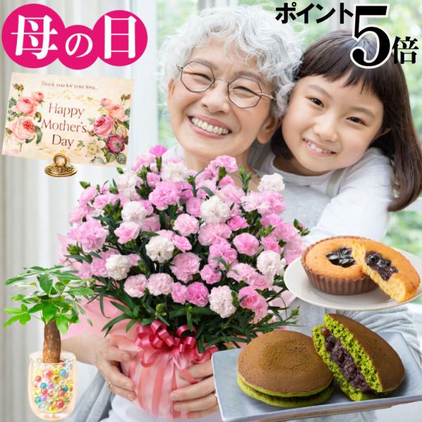 爆買 母の日 プレゼント 2026 花 カーネーション バンビーノ 鉢植え 5号 ギフト 選べる特典...