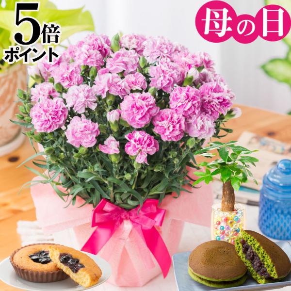 爆買 母の日 プレゼント 2026 花 カーネーション ファンシーバイオレット 鉢植え 5号 ギフト...
