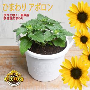 【予約品 6月下旬から順次発送】ひまわり アポロン 鉢植え 向日葵 ヒマワリ 苗 長咲き 多花性 フマキラー グロウコンテナ24型 夏の花｜FleurTown吉本花城園