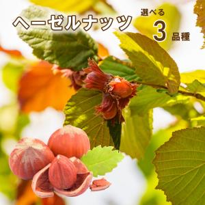 ヘーゼルナッツの苗木 2品種セット : 植物・園芸専門店 花育通販Yahoo