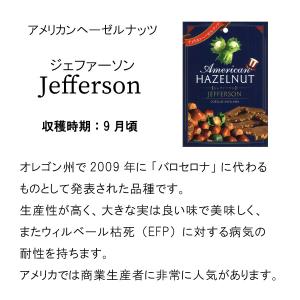 アメリカン ヘーゼルナッツ 苗木 果樹苗 ジェ...の詳細画像2