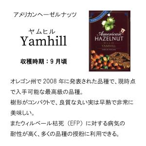 アメリカン ヘーゼルナッツ 苗木 果樹苗 ジェ...の詳細画像3