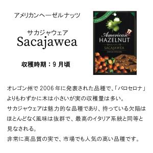 アメリカン ヘーゼルナッツ 苗木 果樹苗 ジェ...の詳細画像4