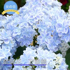 父の日 アジサイ 万華鏡 ブルー 青 5号鉢植え 紫陽花 花鉢 花 無料 ラッピング 2026