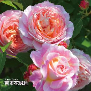 四季咲き強香バラ ティファニー 2年生大苗 6号ポット : 苗木部 花