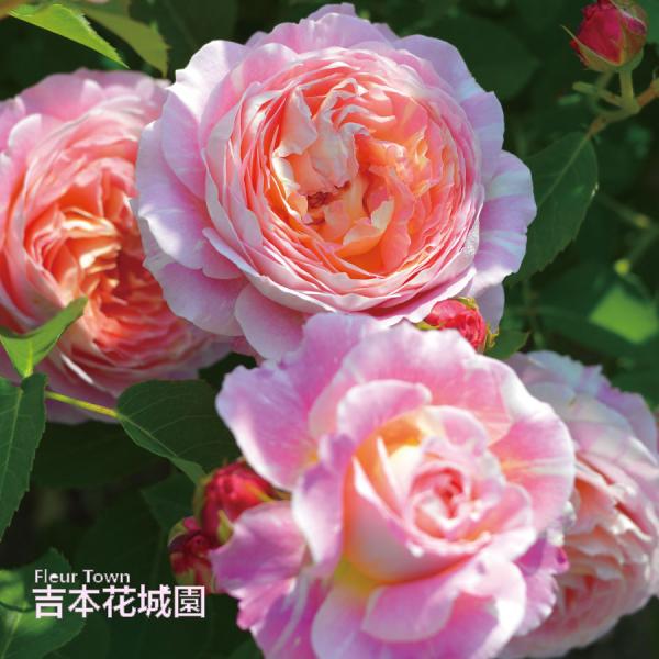 【予約品】 特選 バラ苗 クロード・モネ クロードモネ デルバール 四季咲き 黄 イエロー ピンク ...