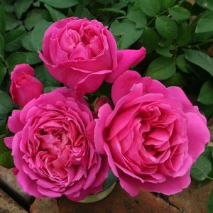 吉本花城園 バラ苗 イングリッシュローズ大苗 ジェームズ・L