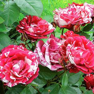 クリスマスローズ 開花苗 070 パピエブランシュdeux : 花郷園 KAGOEN