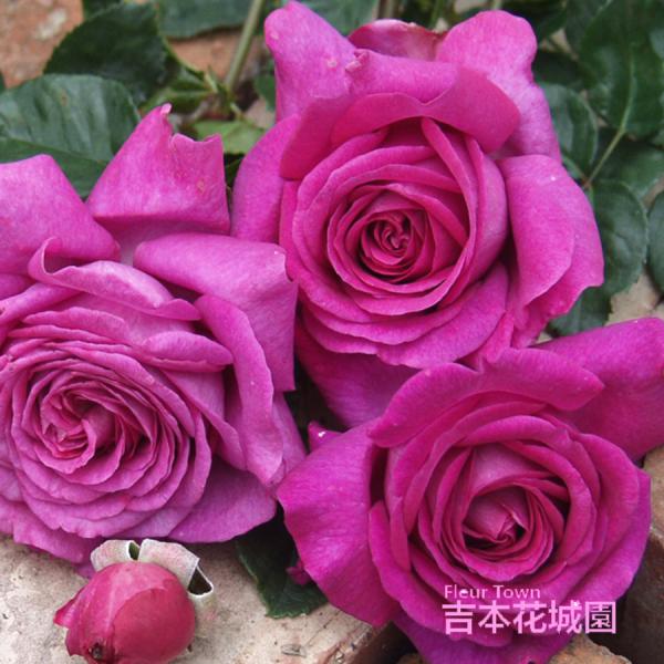 特選 バラ苗 シャルトルーズ・ドゥ・パルム デルバール スヴニールダムール 四季咲き パープル 大輪...