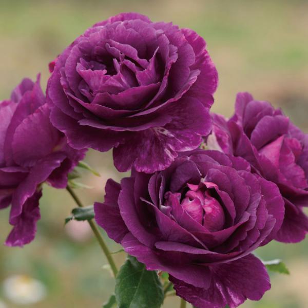 【予約品】 特選 バラ苗 ミステリューズ ドリュ 返り咲き 紫 パープル 絞り 中輪 強香 ばら 薔...