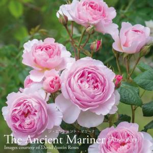 吉本花城園 世界初の天使の上向きシクラメン「アンジュ」2.5号サイズ