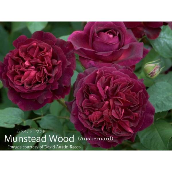 【予約品】 バラ苗 イングリッシュローズ大苗 ムンステッド・ウッド バラ ER専用 6リットル角鉢 ...
