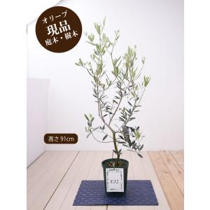 Fleurtown吉本花城園 自分で楽しむ Yahoo ショッピング