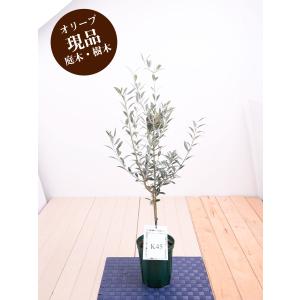 現品 オリーブの木 苗木 品種 セントキャサリン 鉢植え 庭木 ５号鉢 販売 観葉植物 おしゃれな 樹木 洋風の家に合う Genpin Olive Sentocatherin Y Fleurtown吉本花城園 通販 Yahoo ショッピング