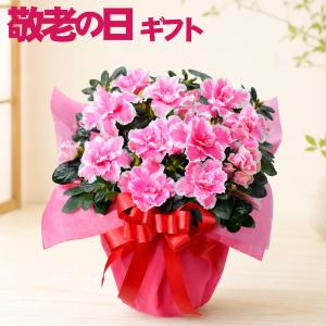 爆買 敬老の日 花 プレゼント ギフト アザレア...の商品画像