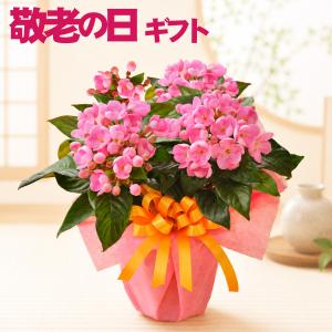 におい桜 かおり桜 鉢花 鉢植え 生花 花 プレ...の商品画像