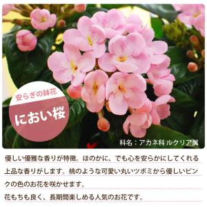 におい桜 かおり桜 鉢花 鉢植え 生花 花 プ...の詳細画像1