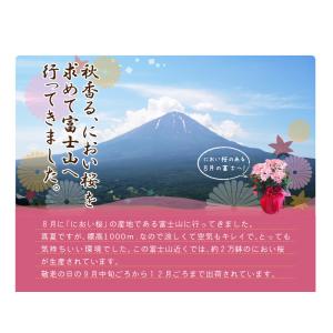 におい桜 かおり桜 鉢花 鉢植え 生花 花 プ...の詳細画像2