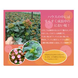 におい桜 かおり桜 鉢花 鉢植え 生花 花 プ...の詳細画像3