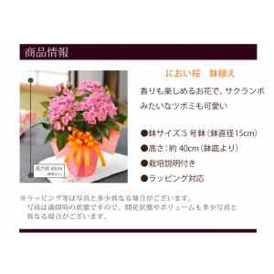 におい桜 かおり桜 鉢花 鉢植え 生花 花 プ...の詳細画像4