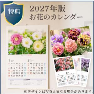 におい桜 かおり桜 鉢花 鉢植え 生花 花 プ...の詳細画像5