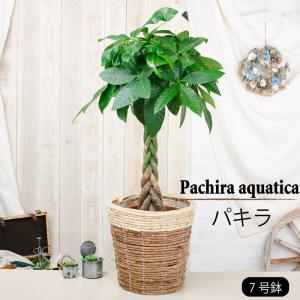 吉本花城園 【セール品】超お得セット！アロカシア 5品種 おまかせ