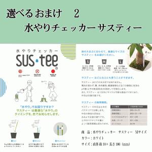 観葉植物 パキラ 幸福の木 ドラセナ 7号 大...の詳細画像3
