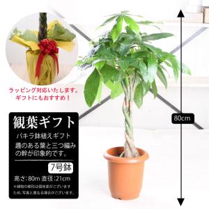観葉植物 パキラ 幸福の木 ドラセナ 7号 大...の詳細画像2