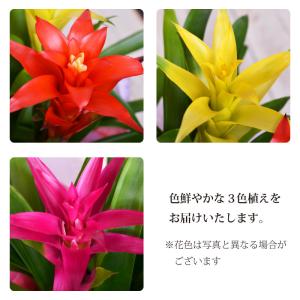 爆買 観葉植物ギフト グズマニア 3色 鉢植え...の詳細画像1