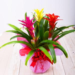 爆買 観葉植物ギフト グズマニア 3色 鉢植え...の詳細画像3