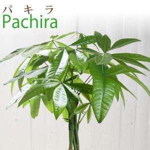 観葉植物 パキラ 鉢植え 選べるサイズ5号鉢 ...の詳細画像1