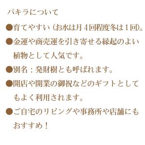 観葉植物 パキラ 鉢植え 選べるサイズ5号鉢 ...の詳細画像2