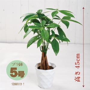 観葉植物 パキラ 鉢植え 選べるサイズ5号鉢 ...の詳細画像3