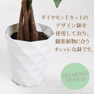 観葉植物 パキラ 鉢植え 選べるサイズ5号鉢 ...の詳細画像4