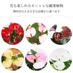 観葉植物 ギフト アンスリウム 鉢植え 6号鉢...の詳細画像4
