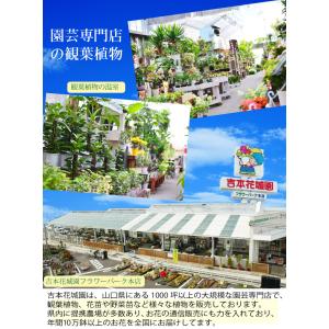 観葉植物 ギフト アンスリウム 鉢植え 6号鉢...の詳細画像1