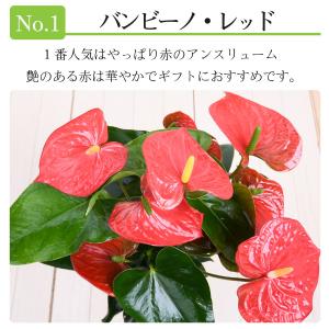 観葉植物 ギフト アンスリウム 鉢植え 6号鉢...の詳細画像5