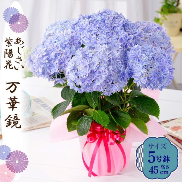爆買 母の日 ギフト 2026 花 アジサイ 鉢植え 万華鏡 紫陽花 あじさい プレゼント 園芸専門...
