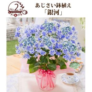 紫陽花 銀河の商品一覧 通販 Yahoo ショッピング