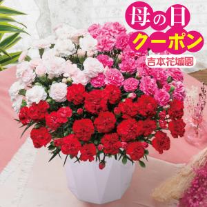 遅れてごめんね 母の日 ギフト 2025 プレゼント 贅沢すぎるプレミアム カーネーション 大きな 大きい 鉢植え ギフト 3色咲き 7号鉢サイズ