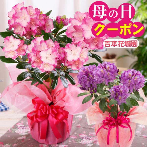 爆買 母の日 2026 プレゼント 花 ギフト 鉢植え シャクナゲ 選べる花色 ピンク パープル 紫...