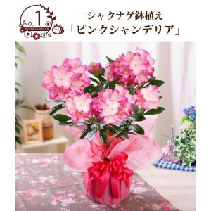 母の日 2026 プレゼント 花 ギフト 鉢植...の詳細画像1