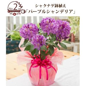 母の日 2026 プレゼント 花 ギフト 鉢植...の詳細画像2