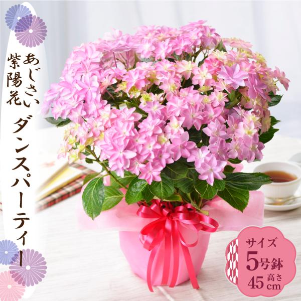 爆買 母の日 ギフト 2026 花 アジサイ 鉢植え ダンスパーティ 紫陽花 あじさい プレゼント ...