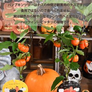 爆買 【10月中旬から順次発送】 ハロウィン ...の詳細画像3
