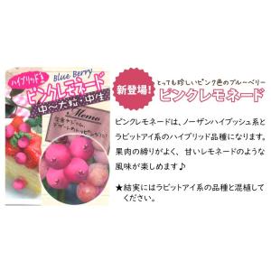 ブルーベリー 苗木 ラビットアイ系 選べる31品種の詳細画像2